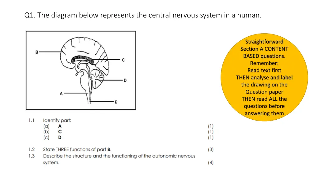 q1 the diagram below represents the central