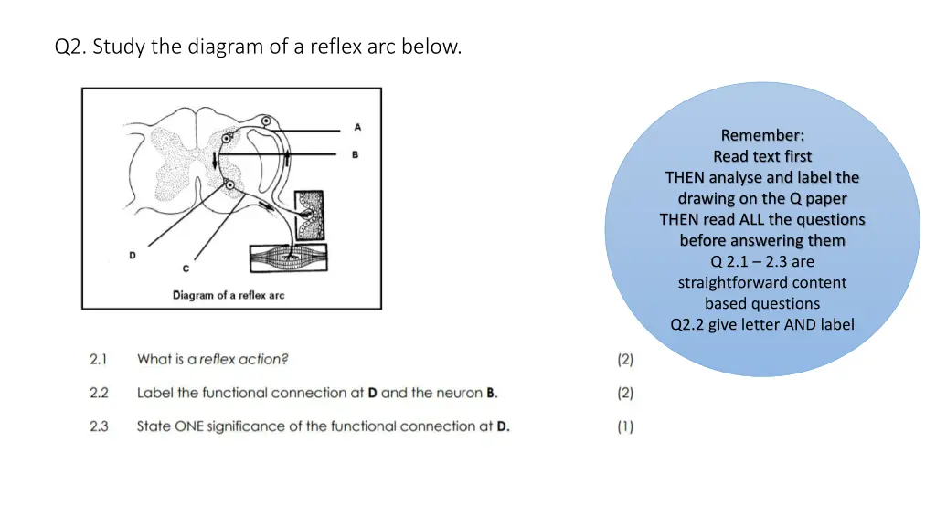 q2 study the diagram of a reflex arc below