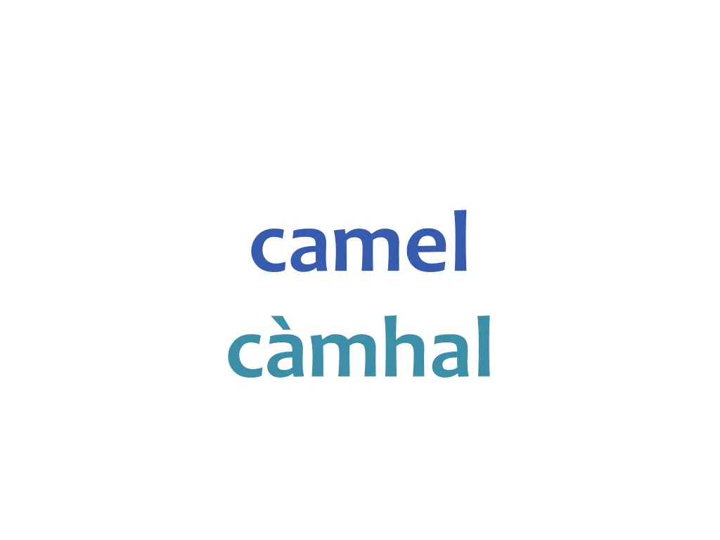 camel c mhal