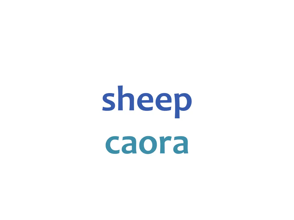 sheep caora