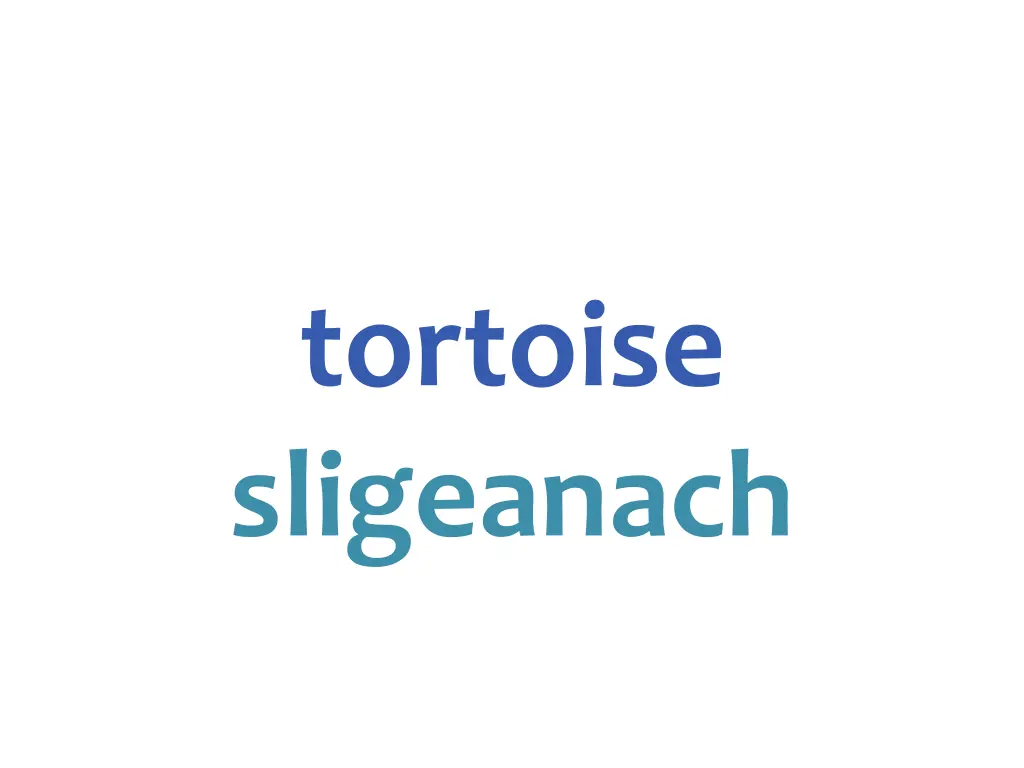 tortoise sligeanach