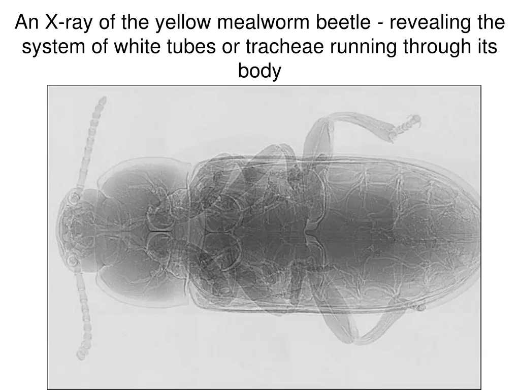 an x ray of the yellow mealworm beetle revealing