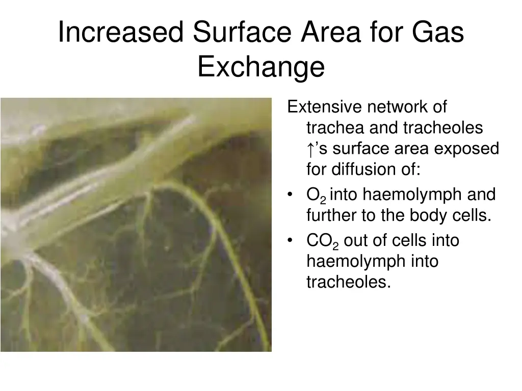 increased surface area for gas exchange