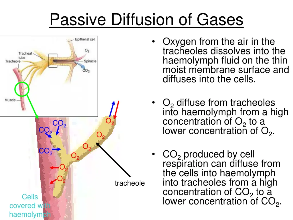 passive diffusion of gases