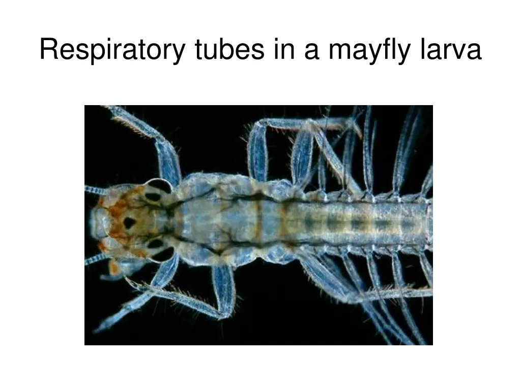 respiratory tubes in a mayfly larva