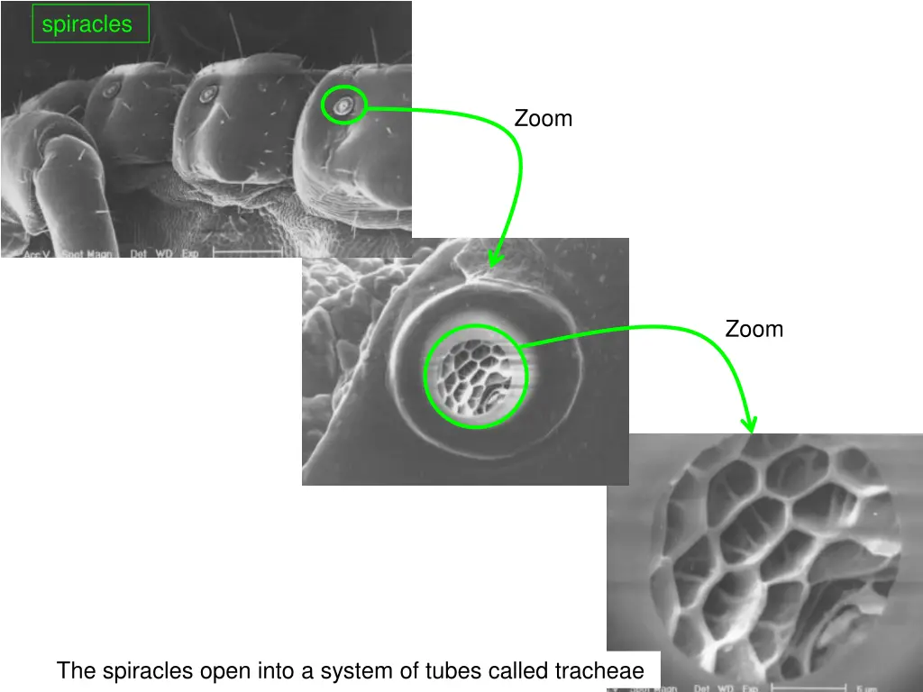 spiracles