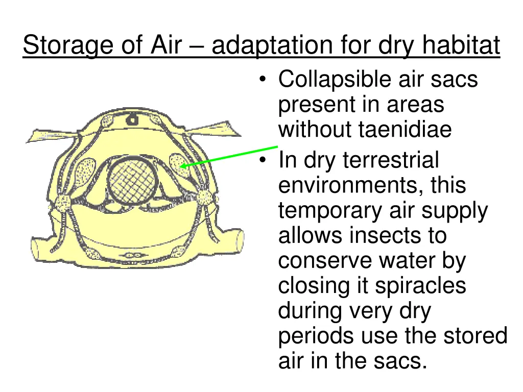 storage of air adaptation for dry habitat