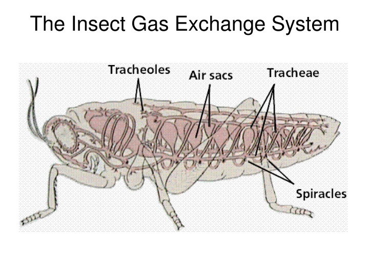 the insect gas exchange system