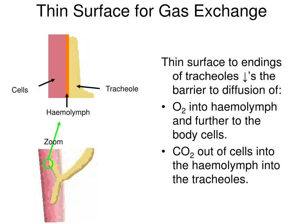 thin surface for gas exchange