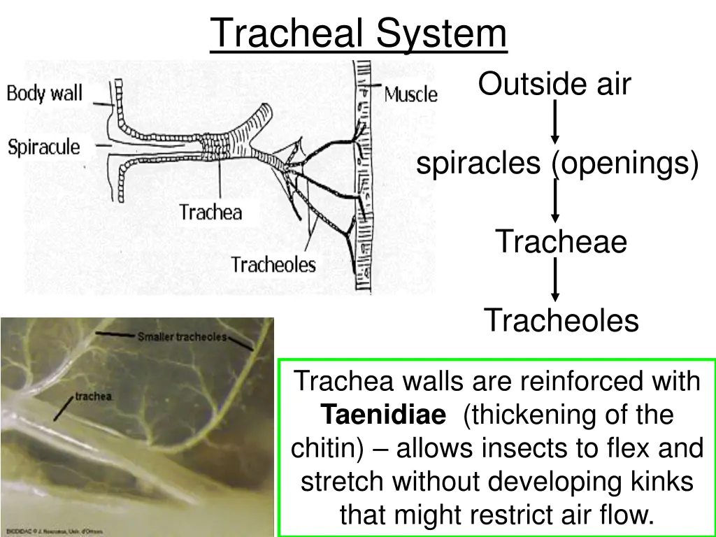 tracheal system