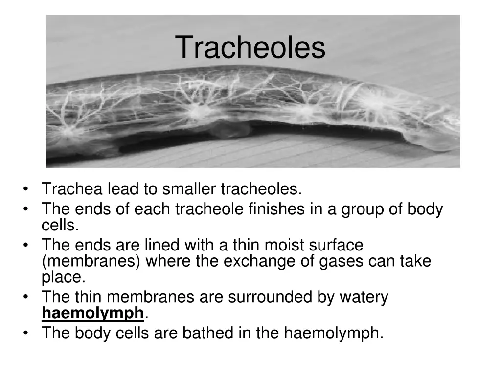 tracheoles