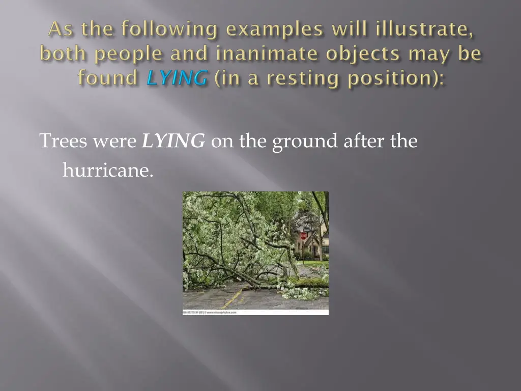 trees were lying on the ground after the hurricane