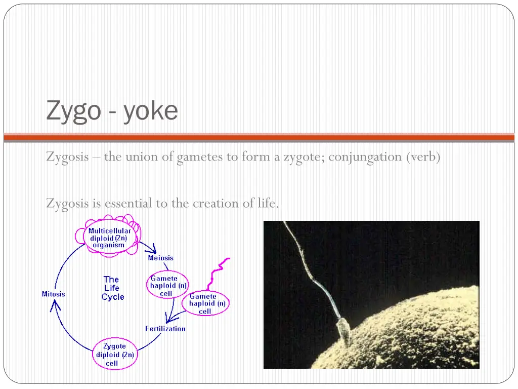 zygo yoke 1