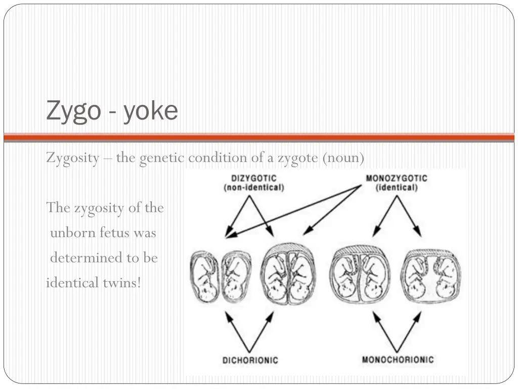 zygo yoke 2