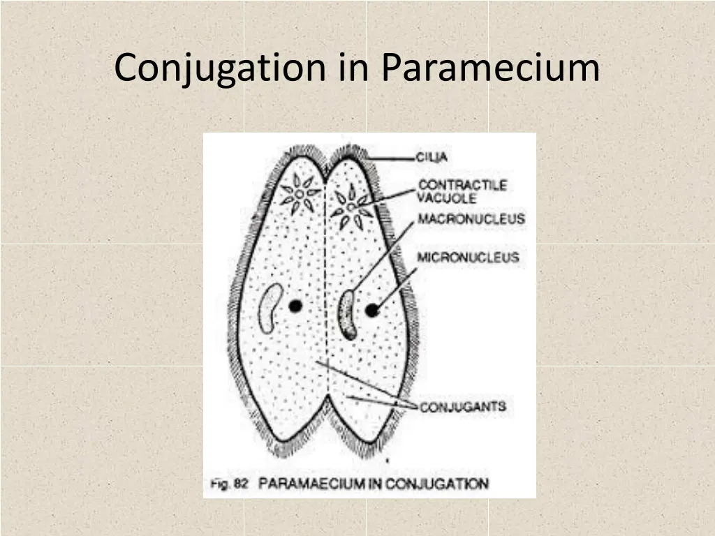 conjugation in paramecium