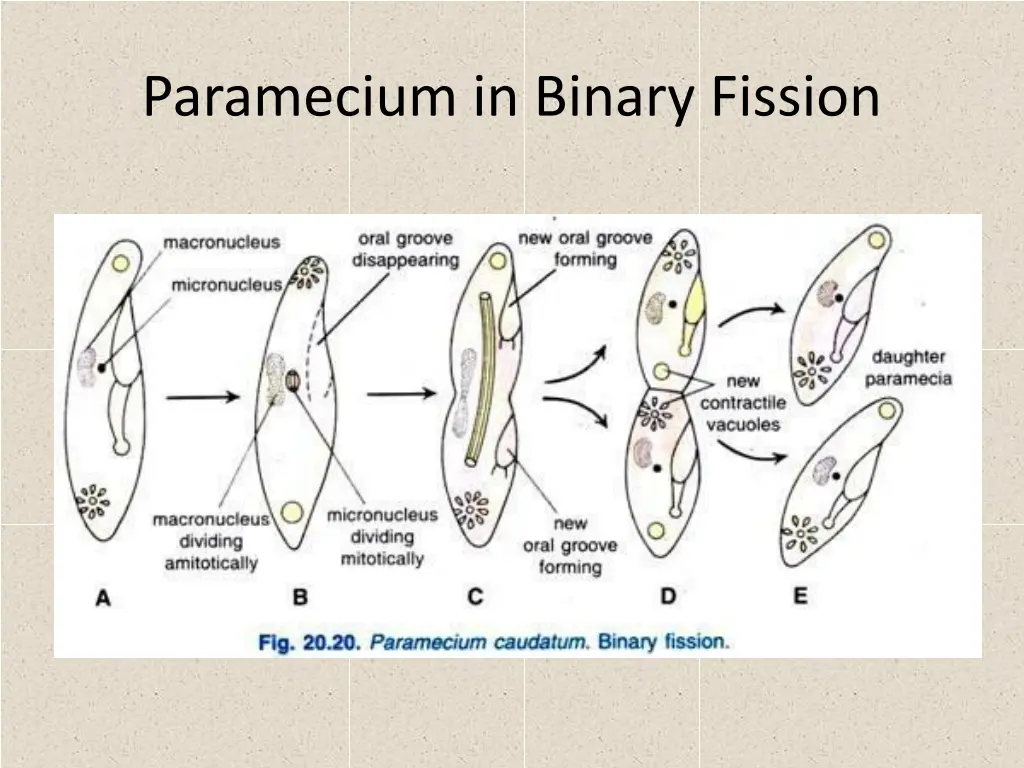 paramecium in binary fission