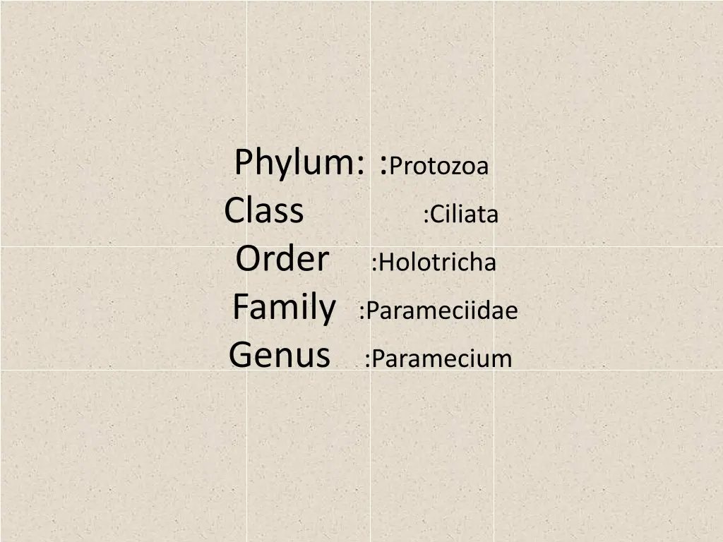 phylum protozoa class ciliata order family