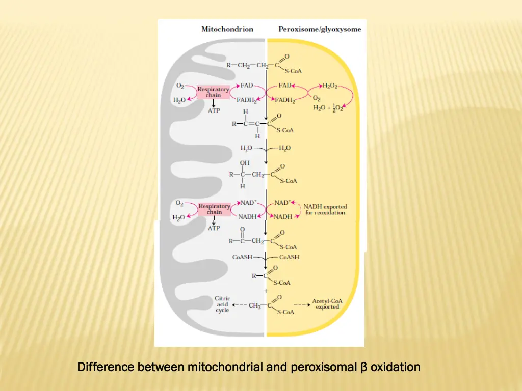 difference between mitochondrial and difference