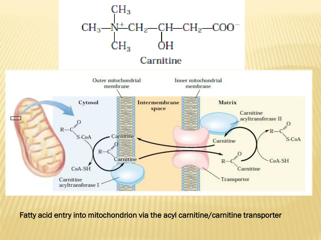 fatty acid entry into mitochondrion via the acyl