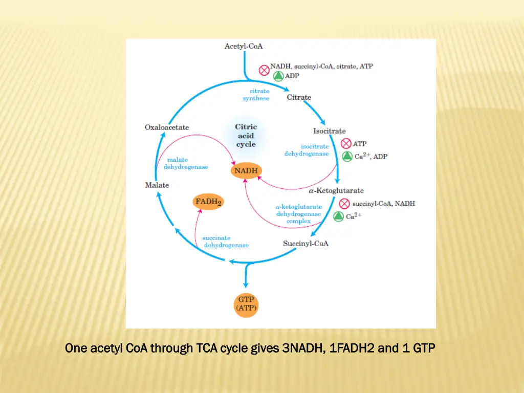 one acetyl coa through tca cycle gives 3nadh