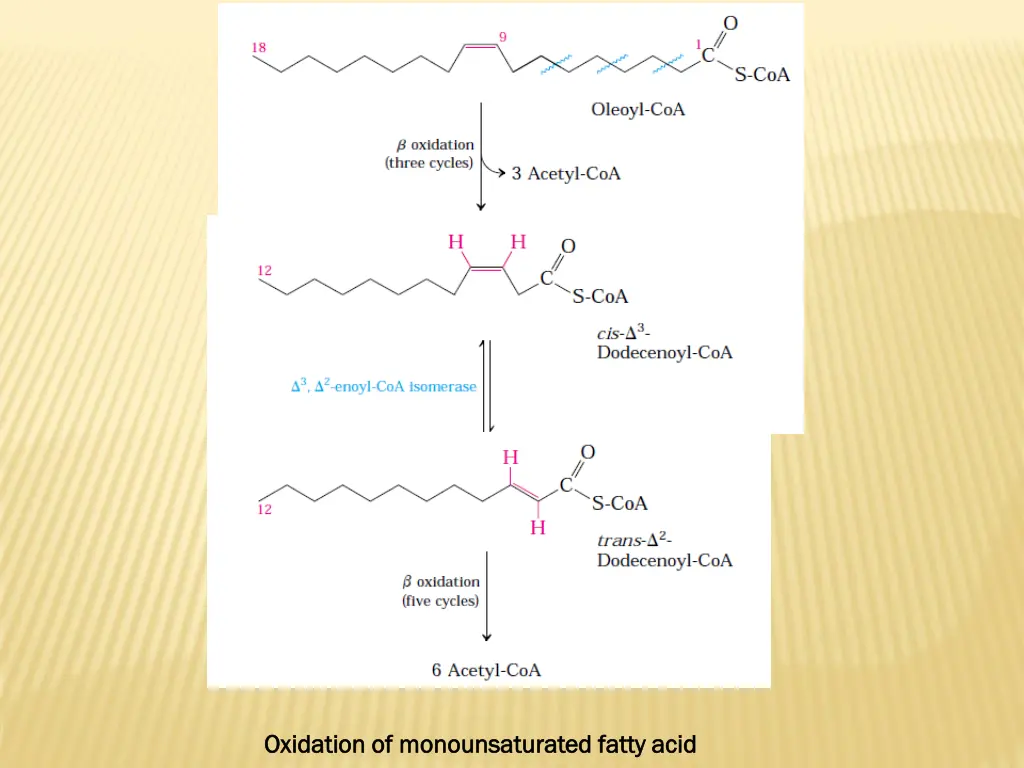 oxidation of monounsaturated fatty acid oxidation