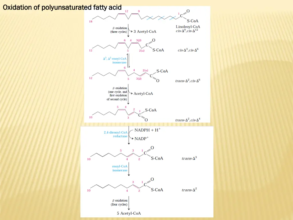 oxidation of polyunsaturated fatty acid oxidation