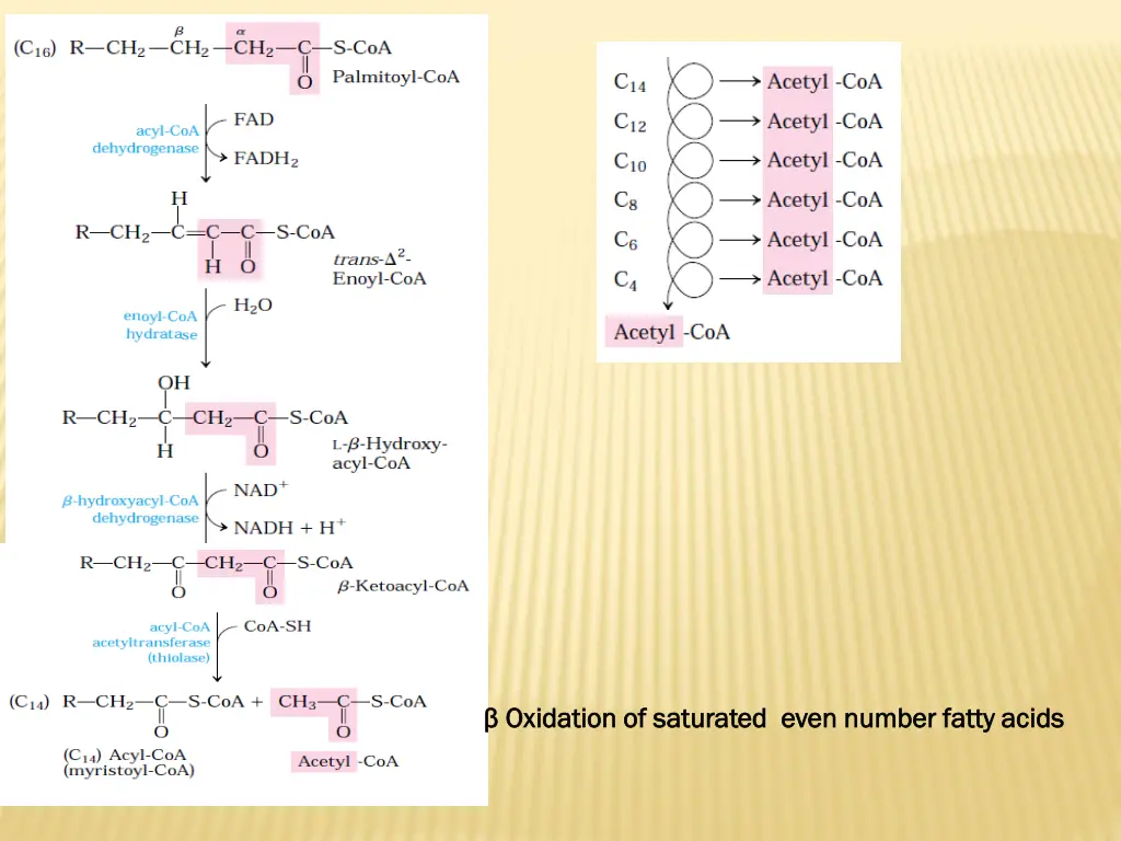 oxidation of saturated even number fatty acids