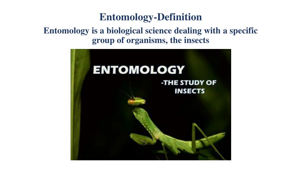 entomology definition