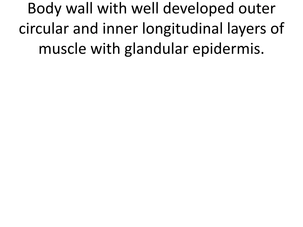 body wall with well developed outer circular