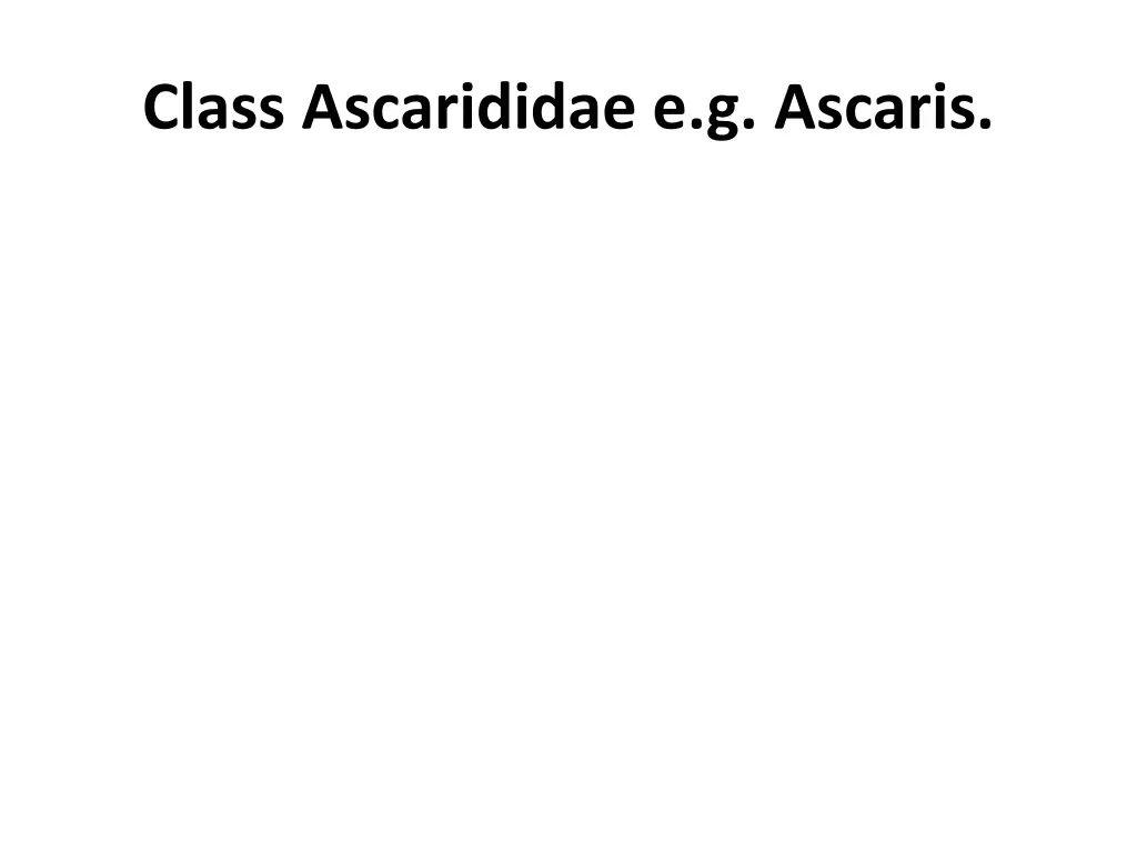 class ascarididae e g ascaris