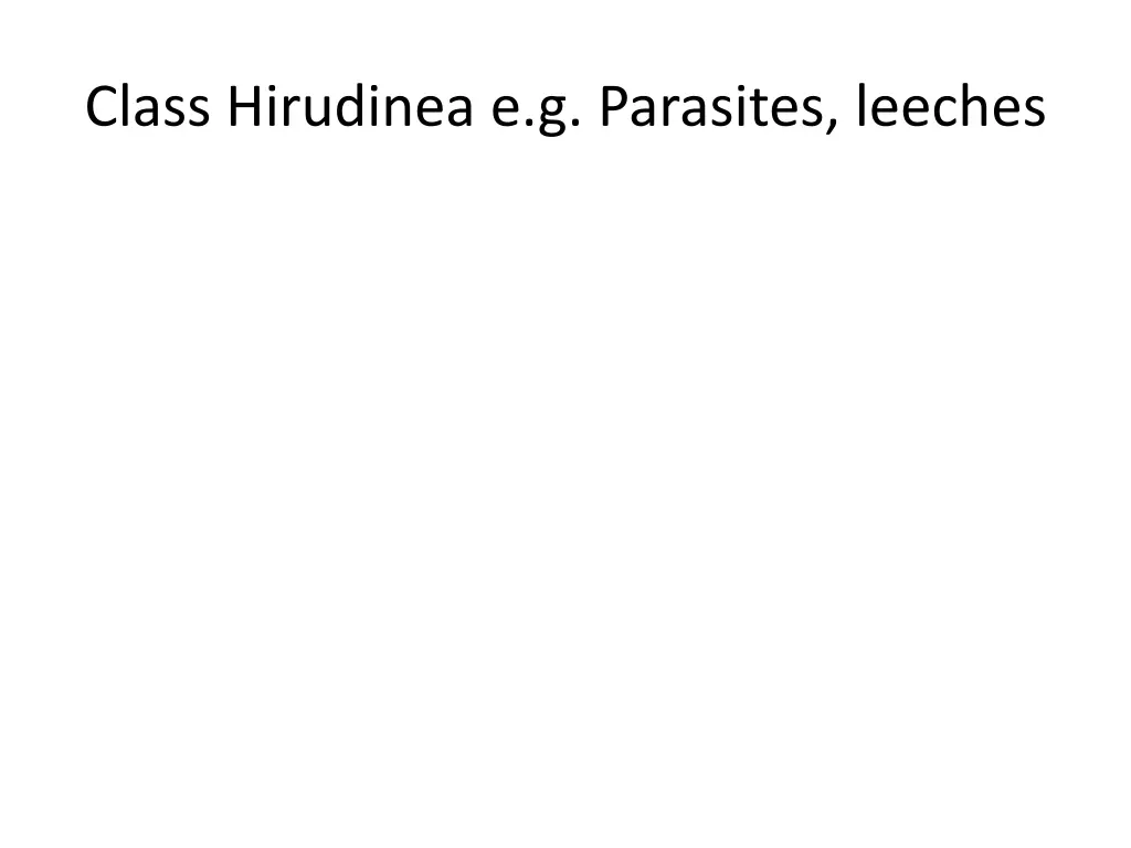 class hirudinea e g parasites leeches