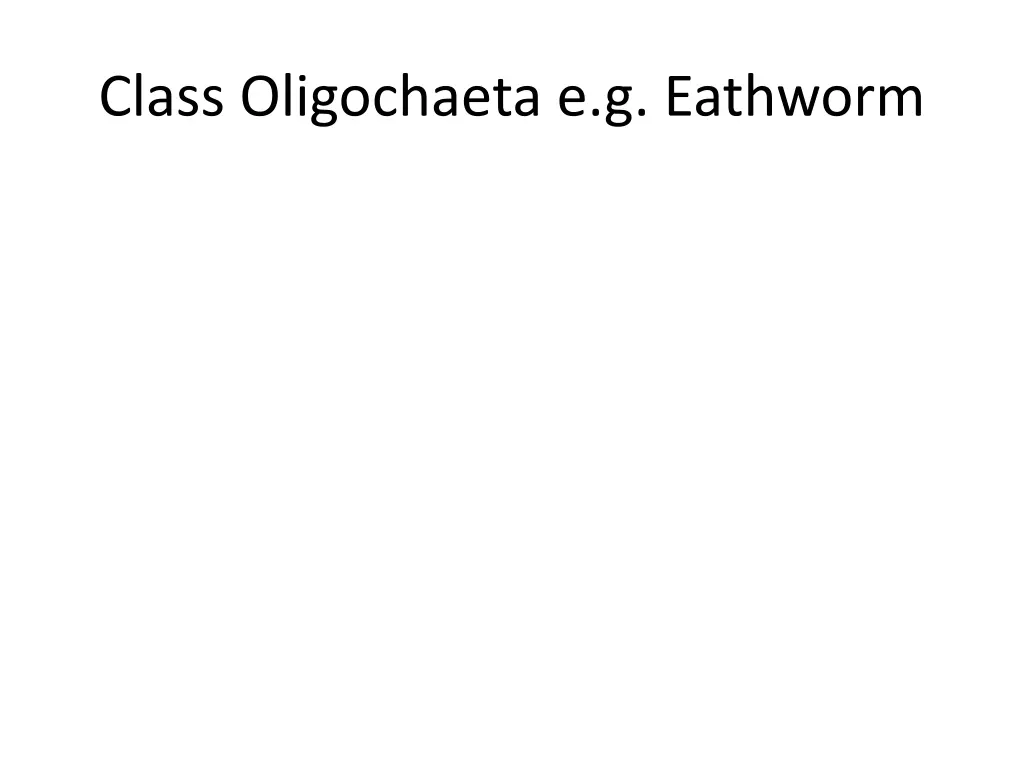 class oligochaeta e g eathworm