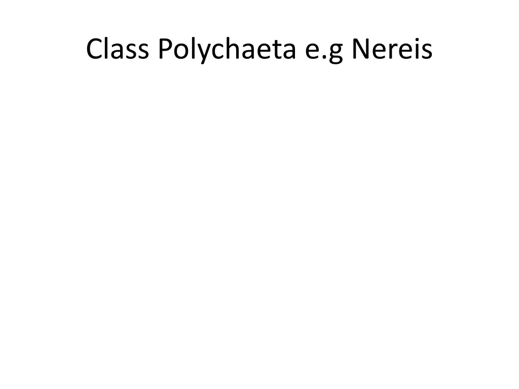 class polychaeta e g nereis