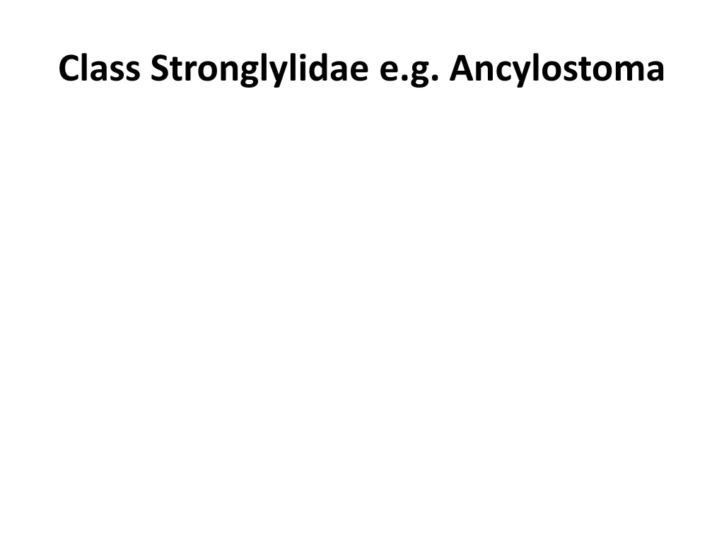 class stronglylidae e g ancylostoma