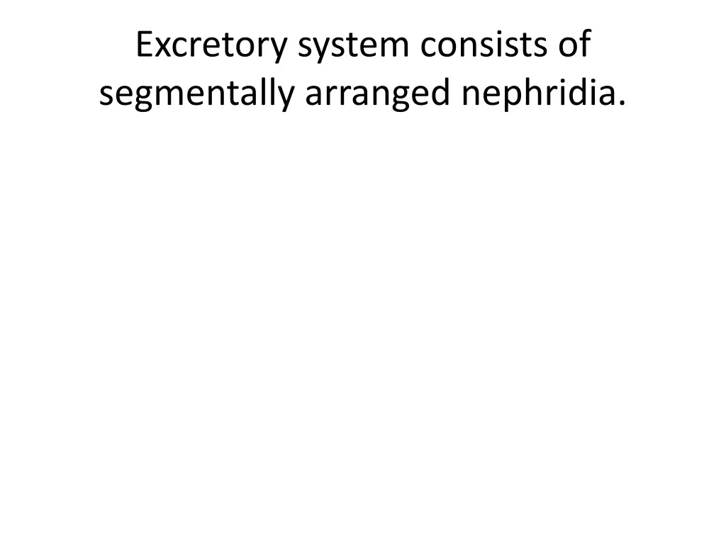 excretory system consists of segmentally arranged