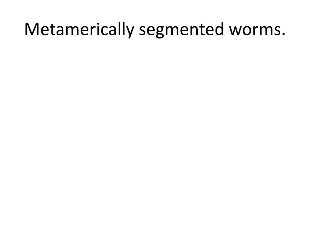 metamerically segmented worms