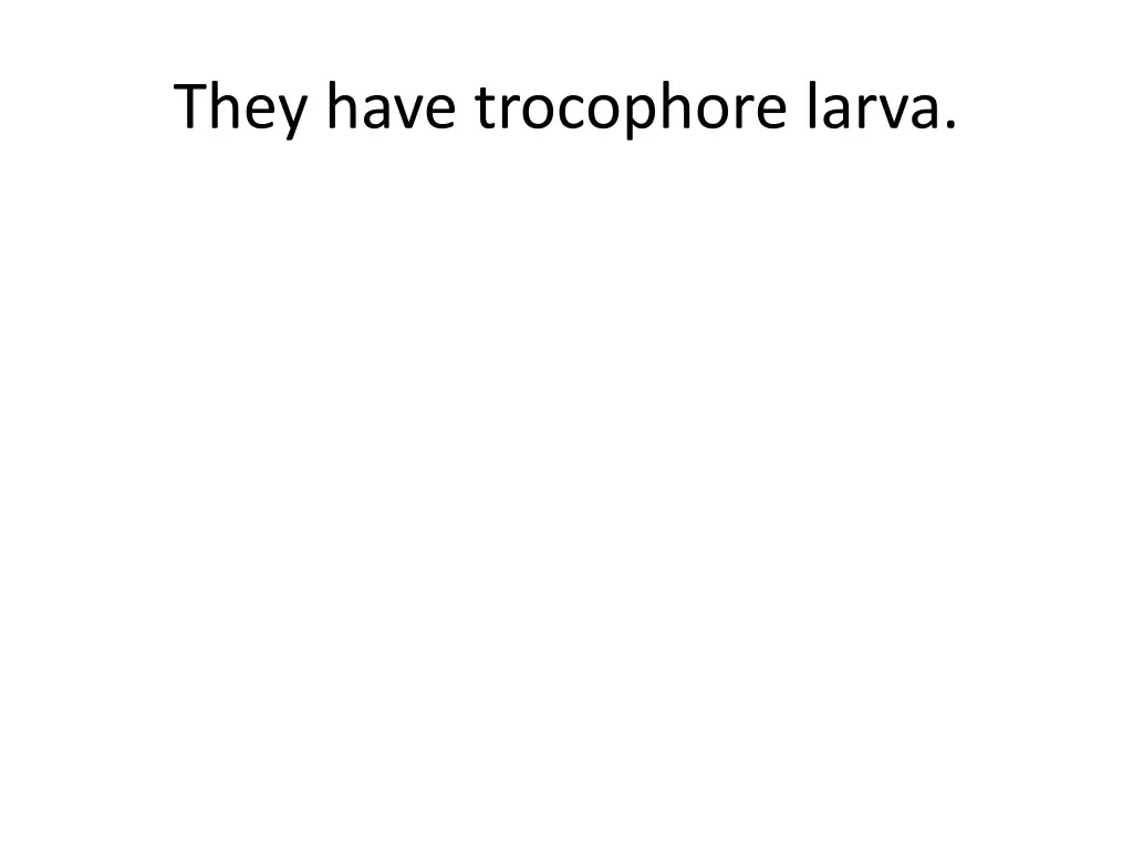 they have trocophore larva