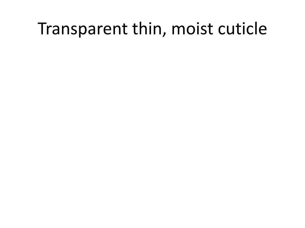 transparent thin moist cuticle