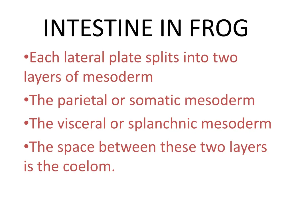 intestine in frog each lateral plate splits into