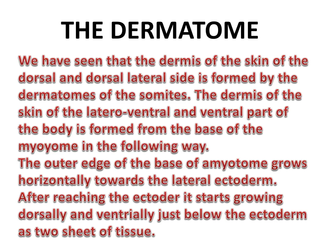 the dermatome