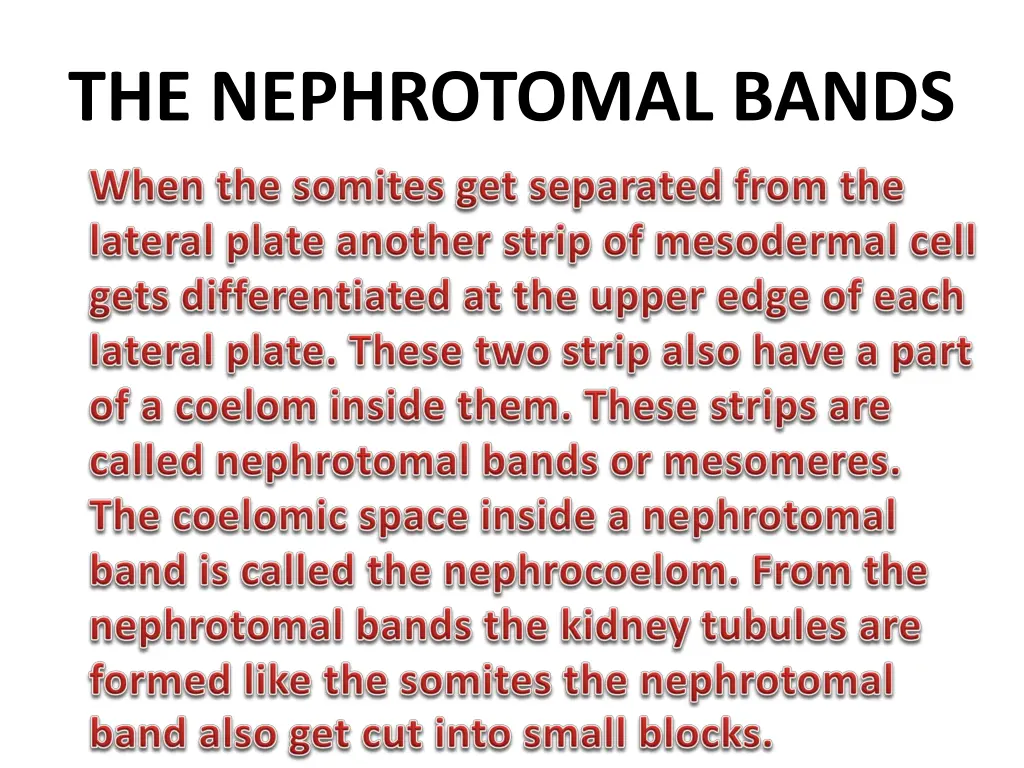 the nephrotomal bands