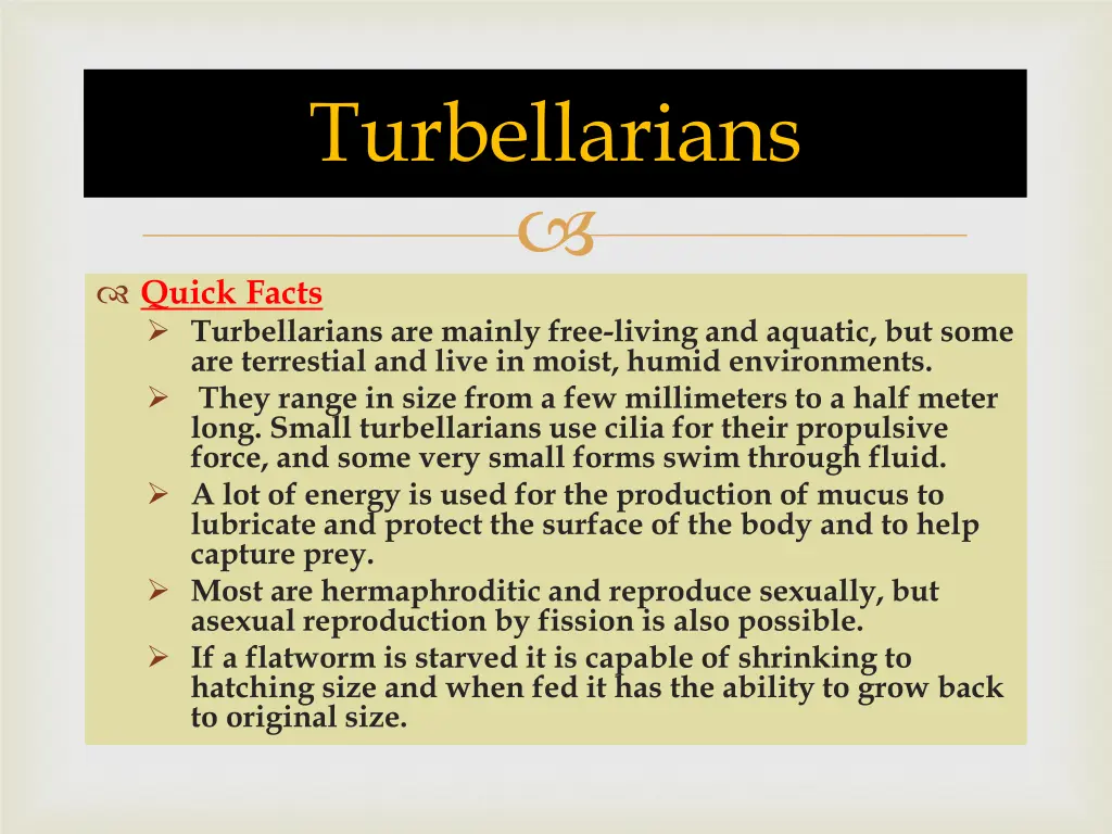 turbellarians 1