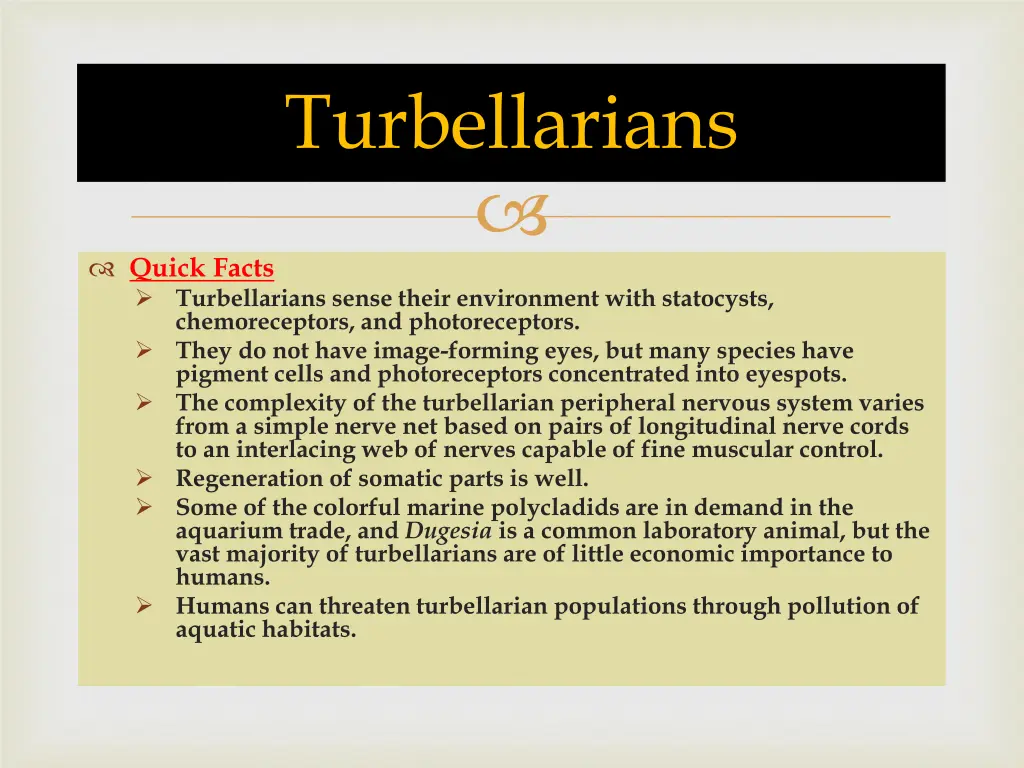 turbellarians 2