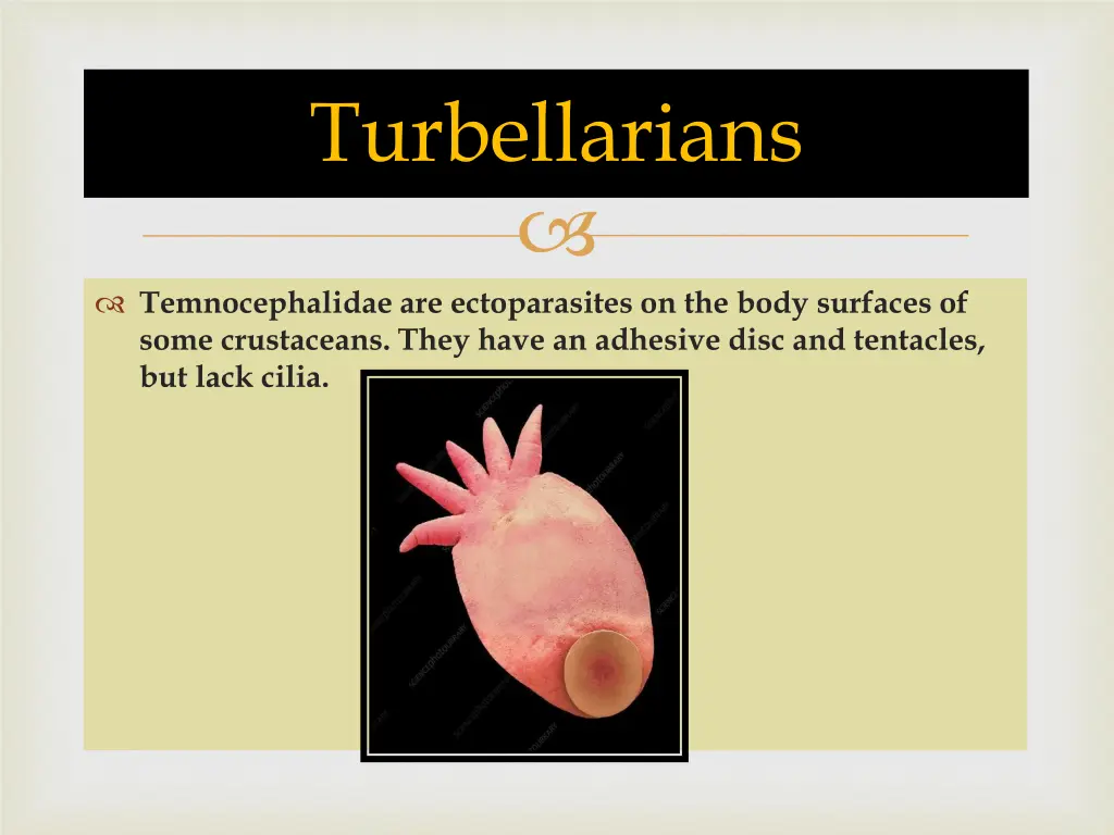 turbellarians 3