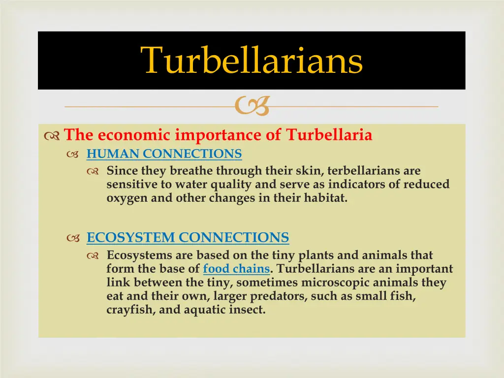 turbellarians 4