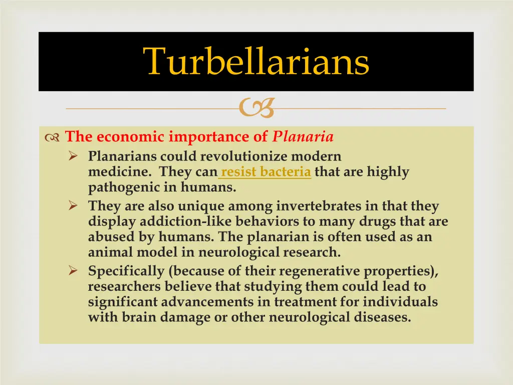 turbellarians 6