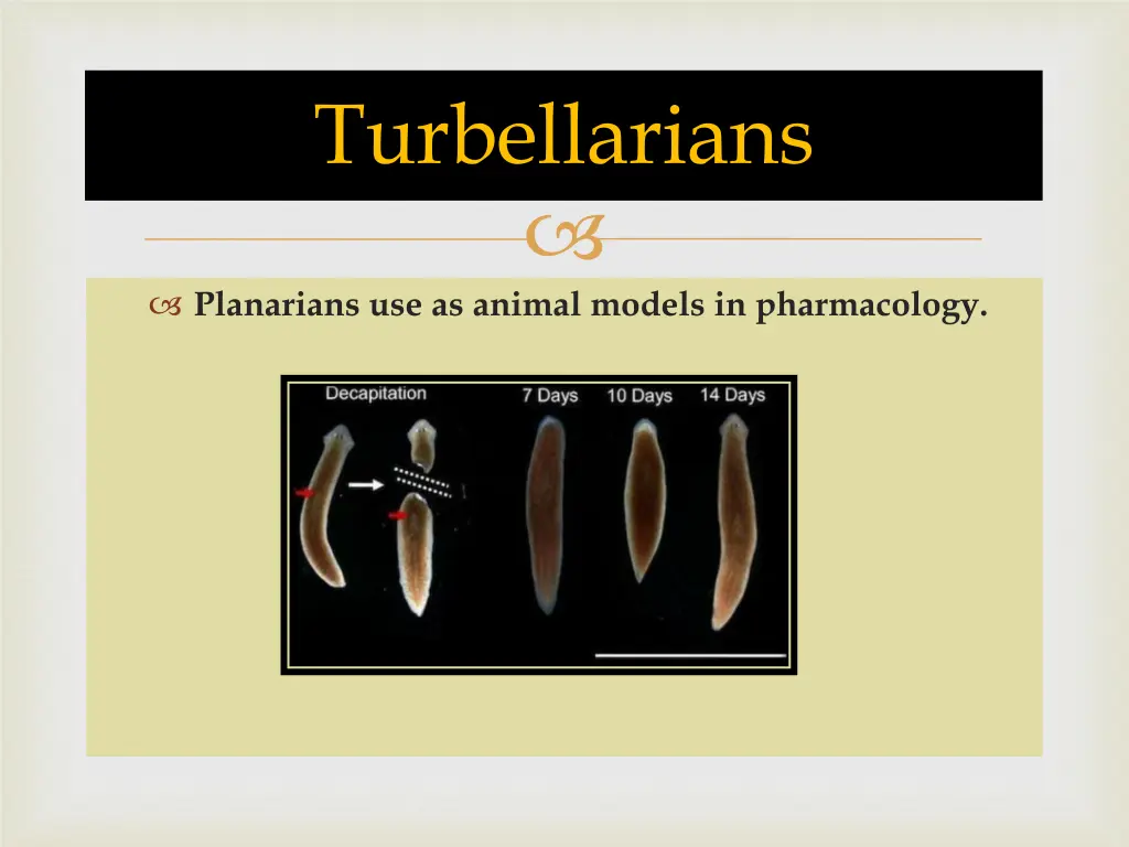 turbellarians 7