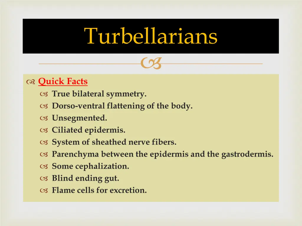 turbellarians