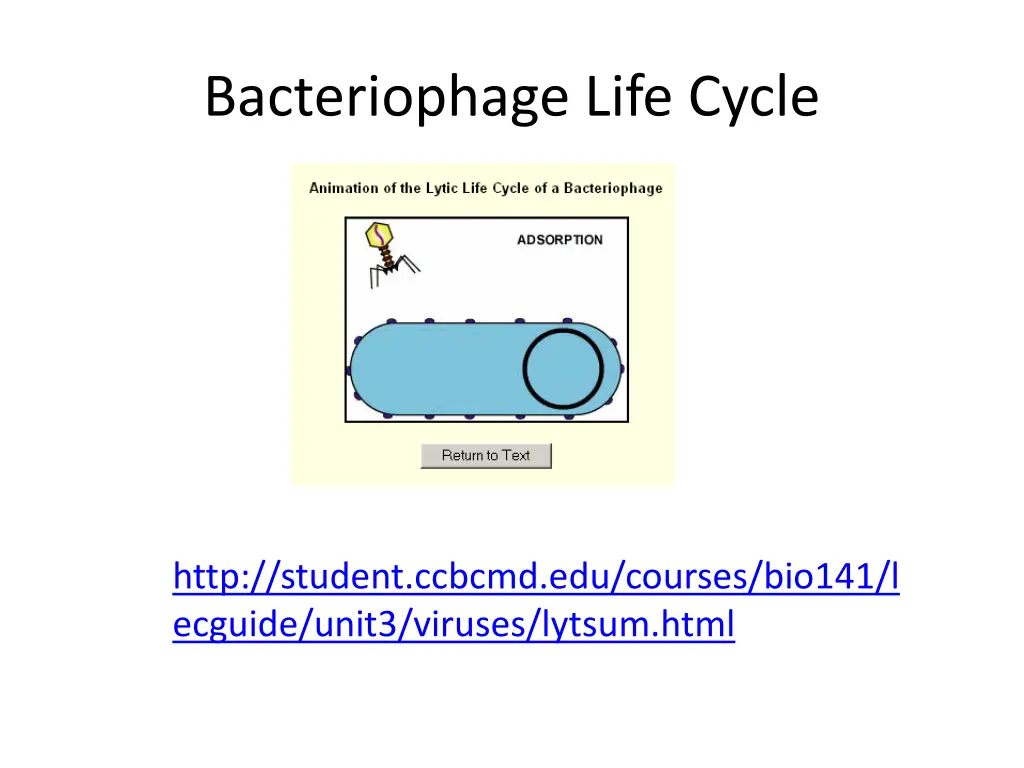 bacteriophage life cycle