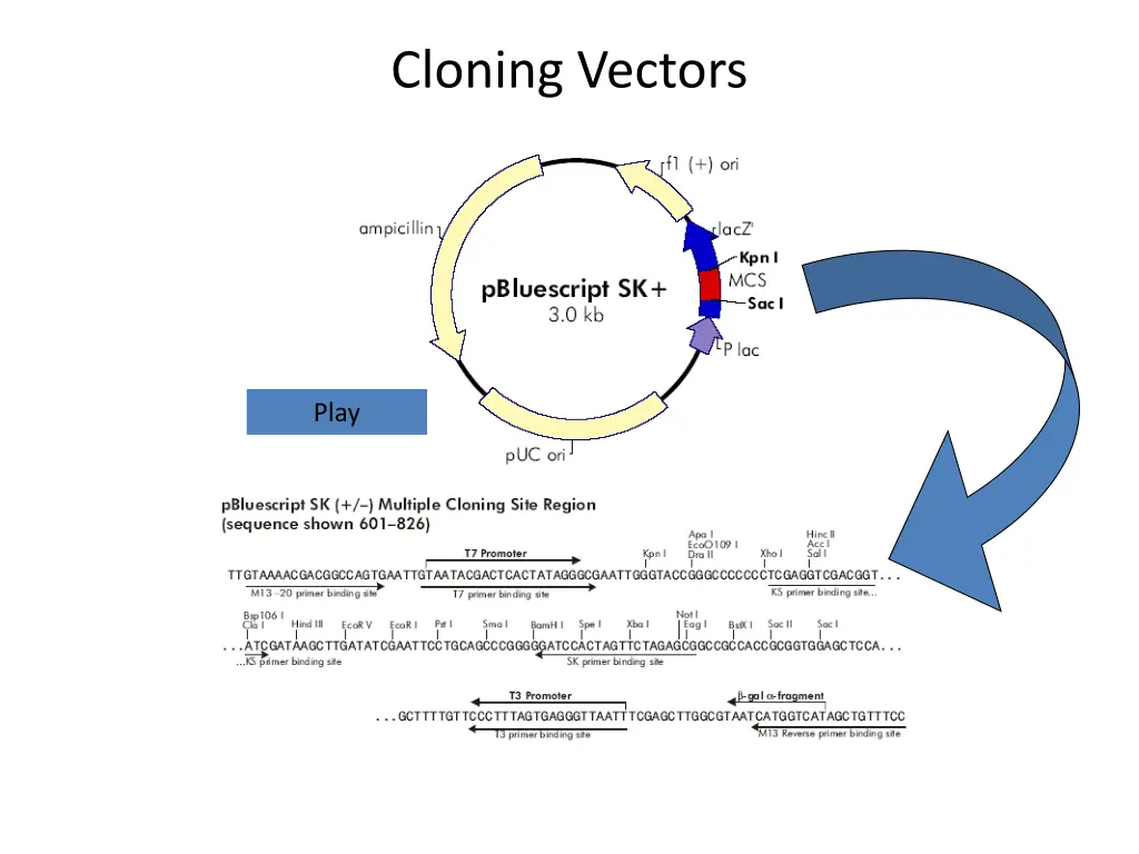 cloning vectors